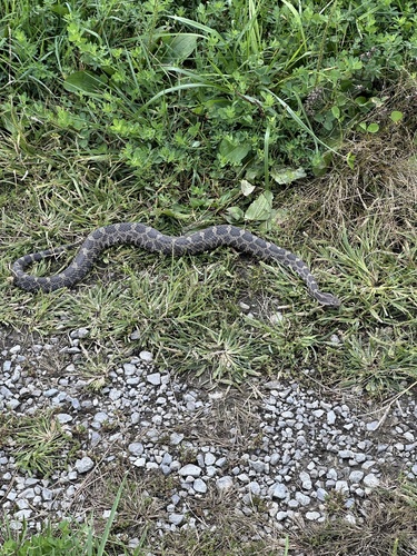 Eastern Massasauga