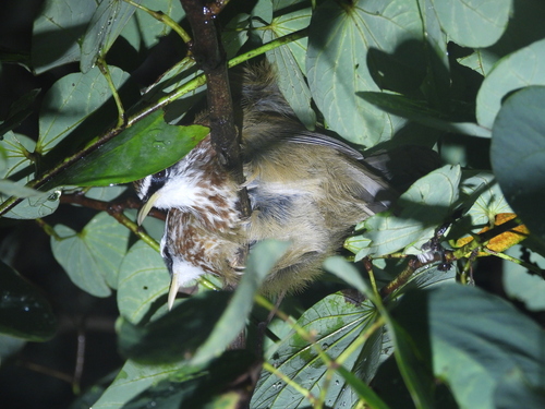 Pomatorhinus ruficollis, 2026-09-29