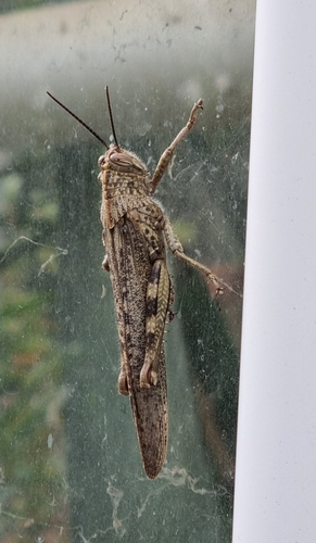 Egyptian Bird Grasshopper