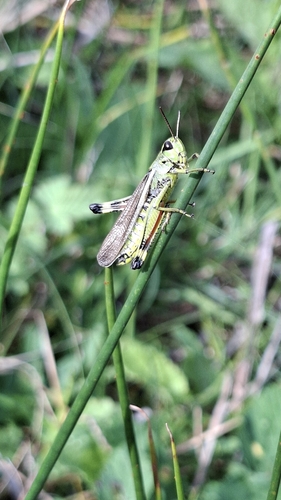 Large Marsh Grasshopper