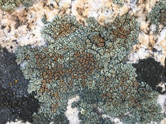 Lecanora sierrae