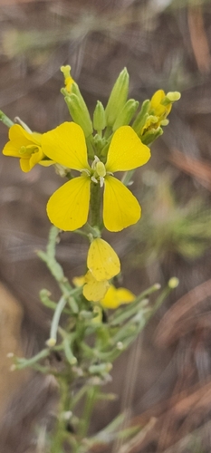 Erysimum capitatum, 2026-10-03