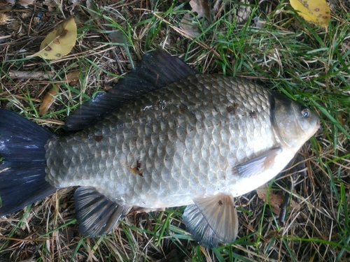 Prussian Carp