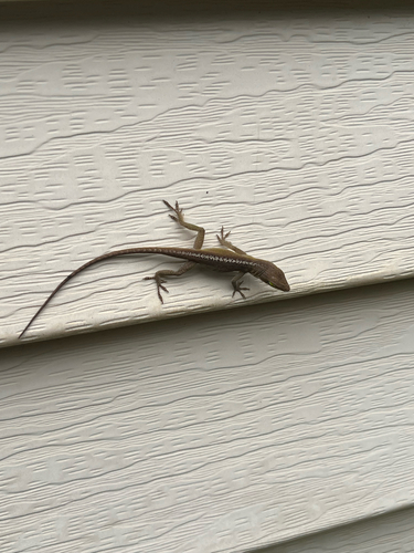 Green Anole