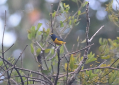 Euphonia fulvicrissa