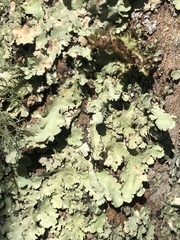 Ricasolia quercizans