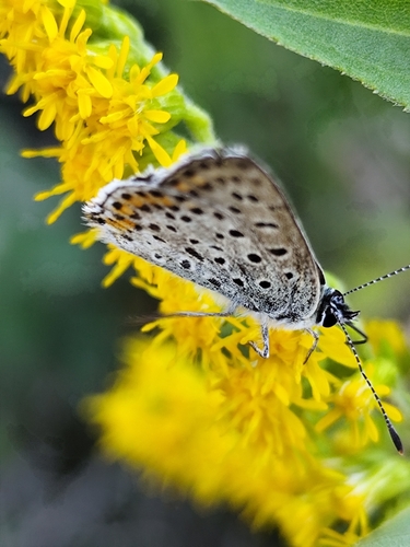 Sooty Copper