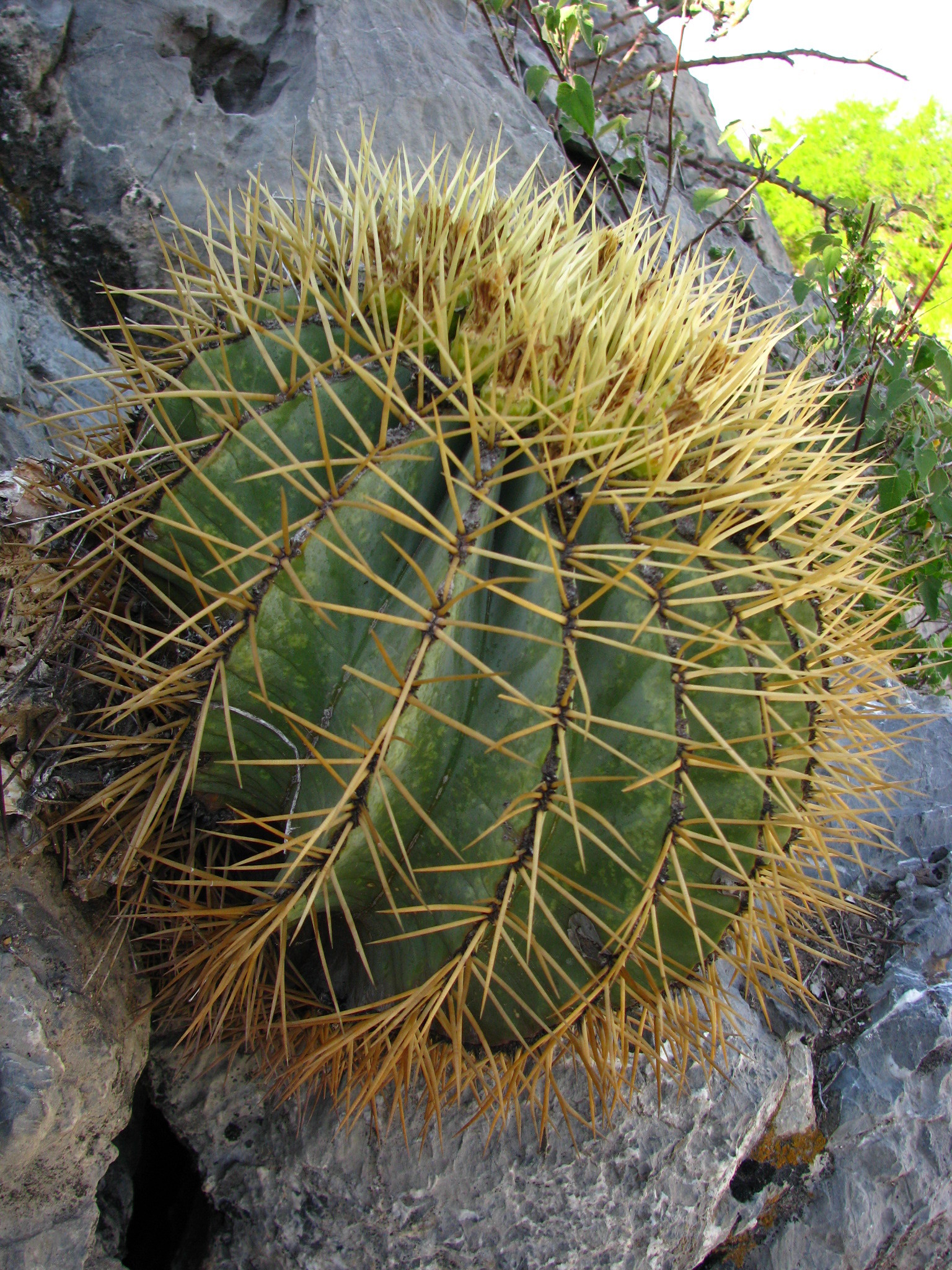 Fotos de cactus de barril glaucoFotos de cactus de barril glauco  