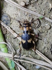 Pheropsophus javanus