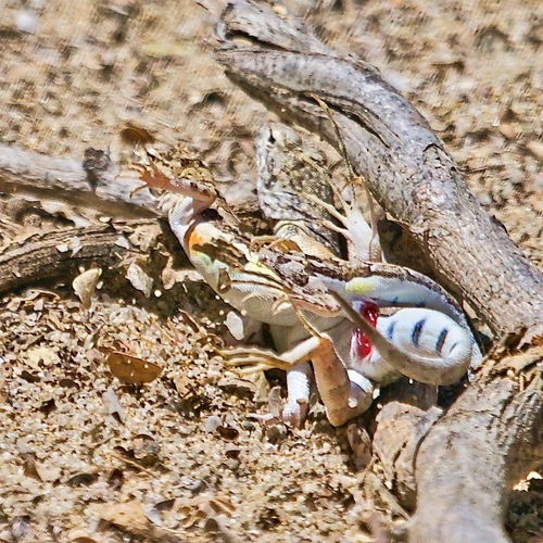 Zebra-tailed Lizard, Callisaurus draconoides