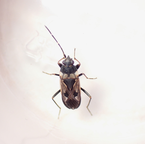 bright-spotted groundbug