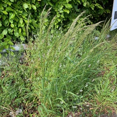 Arrhenatherum elatius