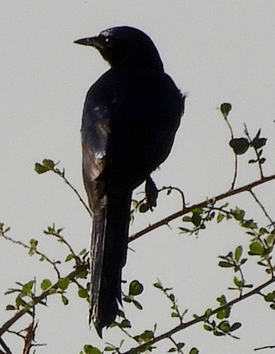 iNaturalist image