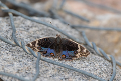 Junonia orithya here