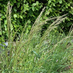 Arrhenatherum elatius