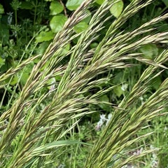 Arrhenatherum elatius