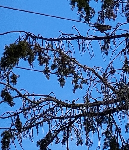 Crested Tit