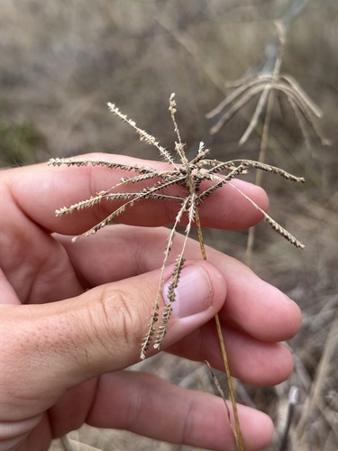 Chloris subdolichostachya, 2026-10-02