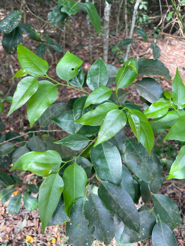 Celtis paniculata observed 2026-10-03