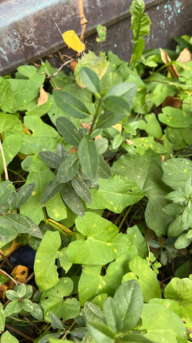 Common Privet