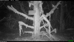 Glaucomys oregonensis