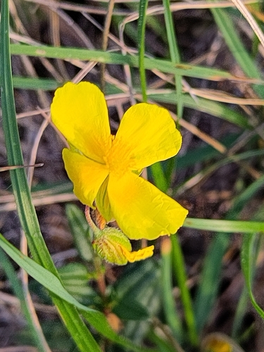 Common Rock-rose