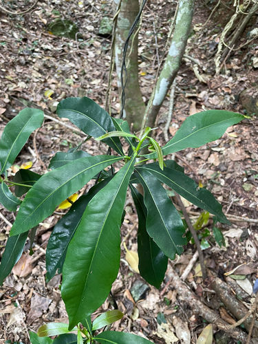 Planchonella chartacea observed 2026-10-03