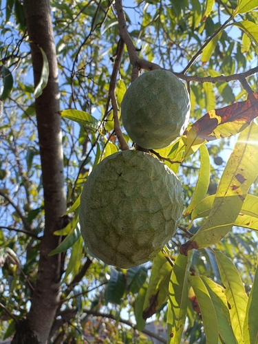 Annona reticulata observed 2026-10-03