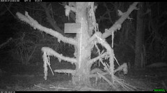 Glaucomys oregonensis