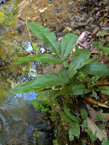 Salpichlaena volubilis, 2026-09-18