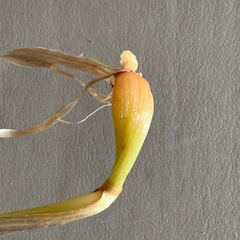 Arrhenatherum elatius