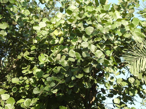Butea monosperma observed 2026-09-24