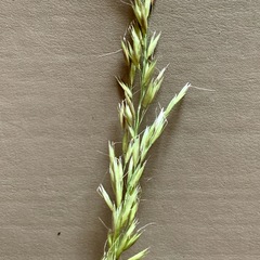 Arrhenatherum elatius