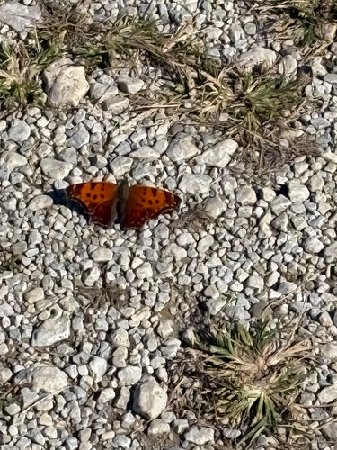 Eastern Comma