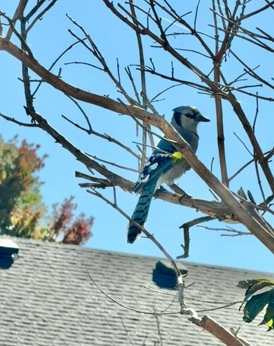Blue Jay