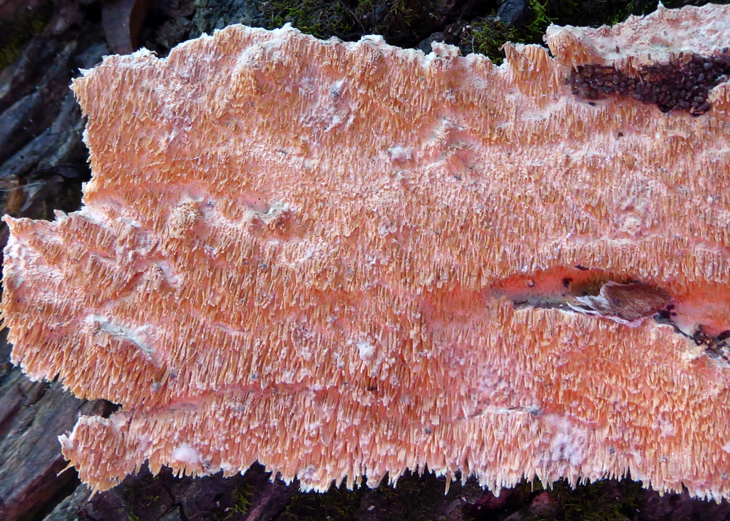 Steccherinaceae