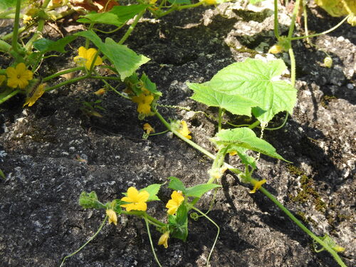 Cucumis sativus observed 2026-09-24
