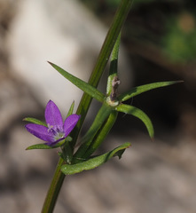 Legousia falcata