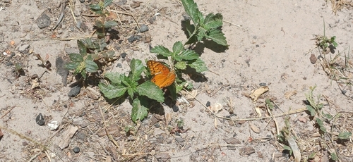 Mexican Fritillary