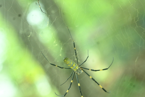 Joro Spider photo 6