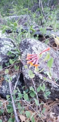Lonicera arizonica