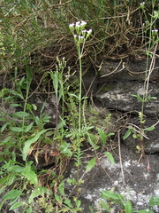 Magnoliopsida