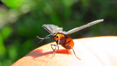 Dahana atripennis