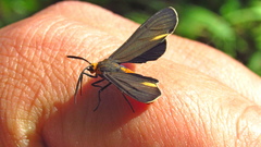 Dahana atripennis