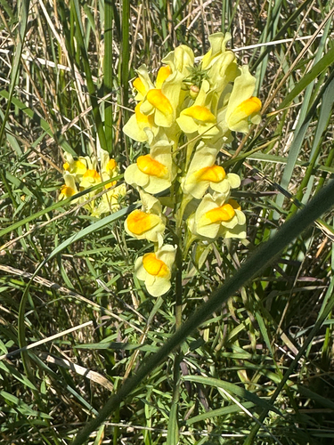common toadflax