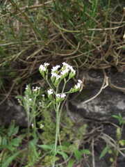 Magnoliopsida