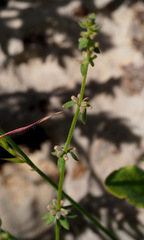 Galium verticillatum