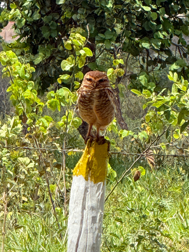 Burrowing Owl