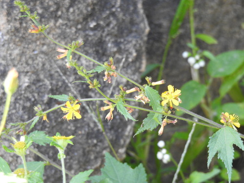 Triumfetta rhomboidea observed 2026-09-24