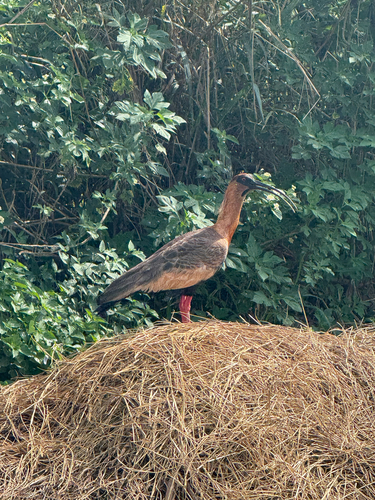 Buff-necked Ibis